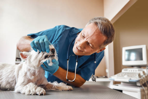 Best Emergency Tooth Extraction in Minerva Park, OH